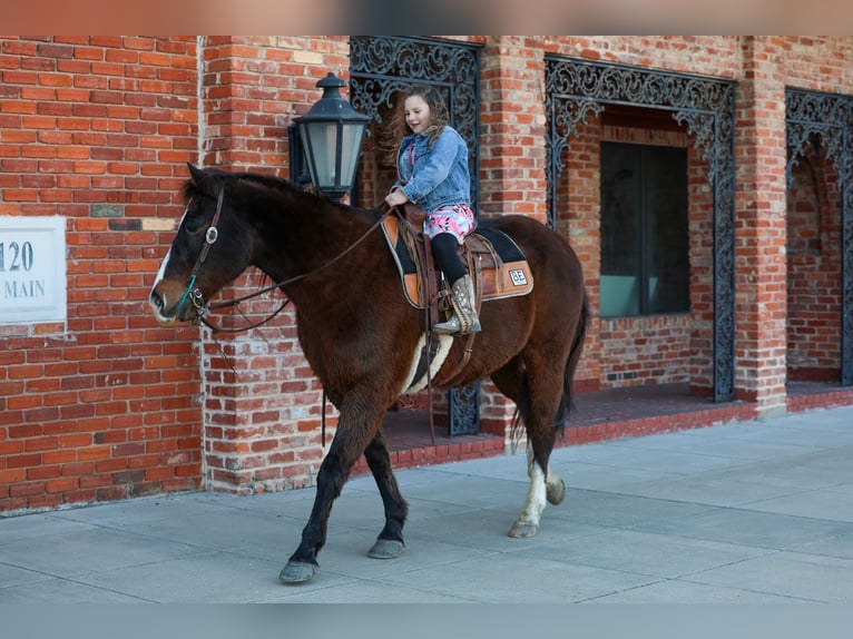 American Quarter Horse Wallach 16 Jahre 150 cm Rotbrauner in Forney