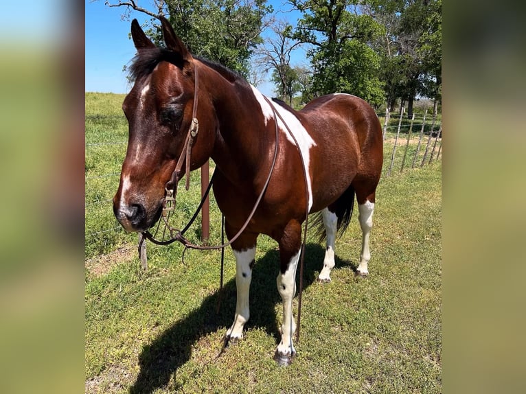 American Quarter Horse Wallach 16 Jahre 150 cm Tobiano-alle-Farben in Weatherford TX