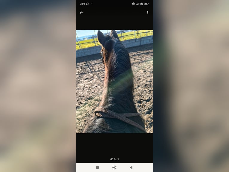 American Quarter Horse Wallach 16 Jahre 151 cm Brauner in Dietmannsried