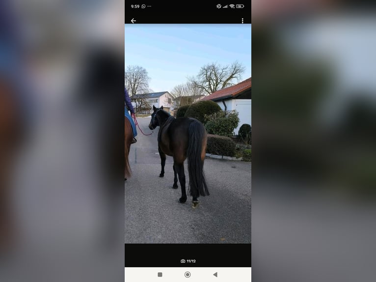 American Quarter Horse Wallach 16 Jahre 151 cm Brauner in Dietmannsried