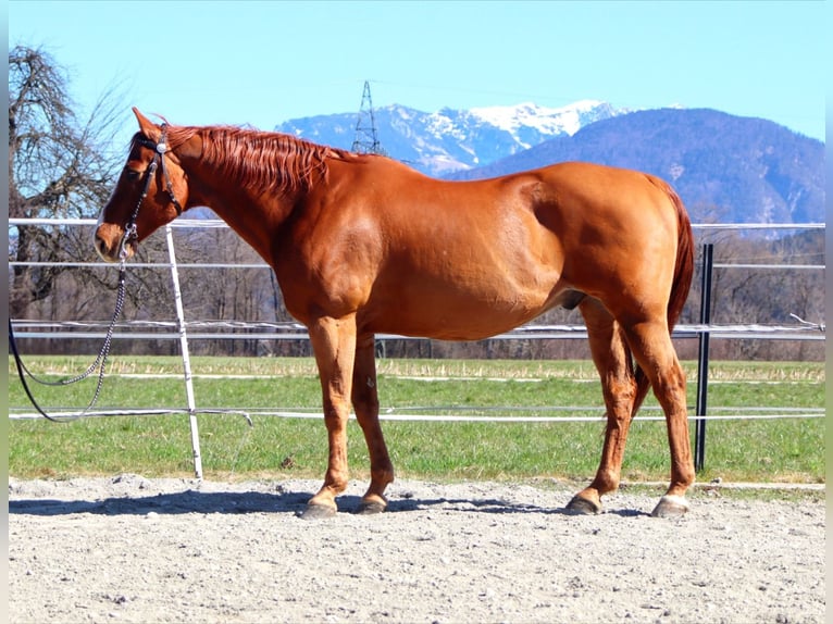American Quarter Horse Wallach 16 Jahre 151 cm Fuchs in Kirchbichl