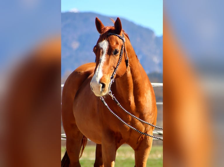 American Quarter Horse Wallach 16 Jahre 151 cm Fuchs in Kirchbichl