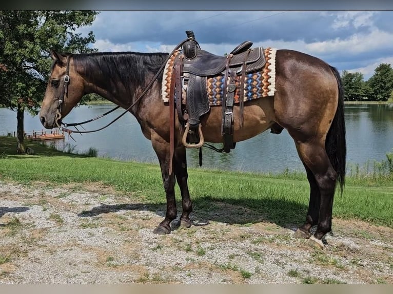 American Quarter Horse Wallach 16 Jahre 152 cm Buckskin in Robards