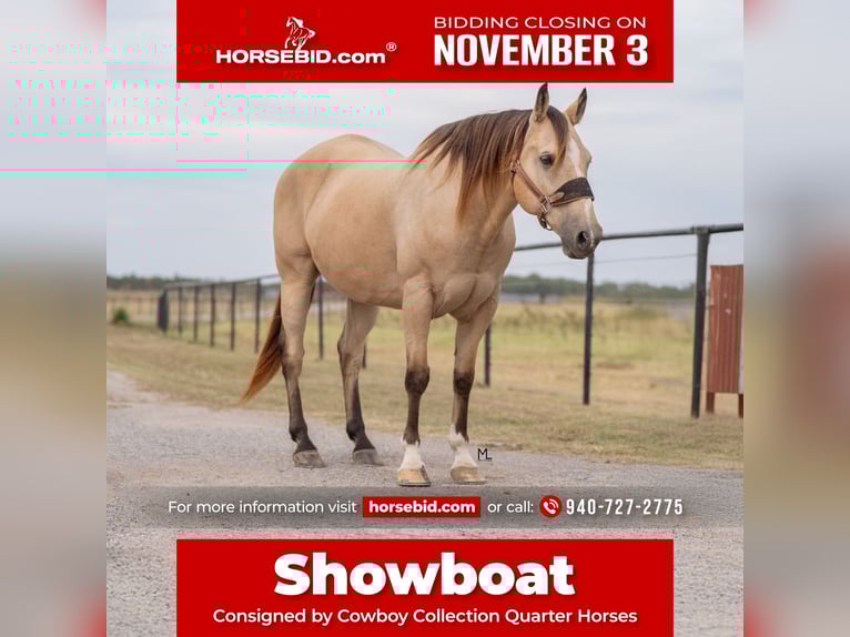 American Quarter Horse Wallach 16 Jahre 152 cm Buckskin in Gainesville