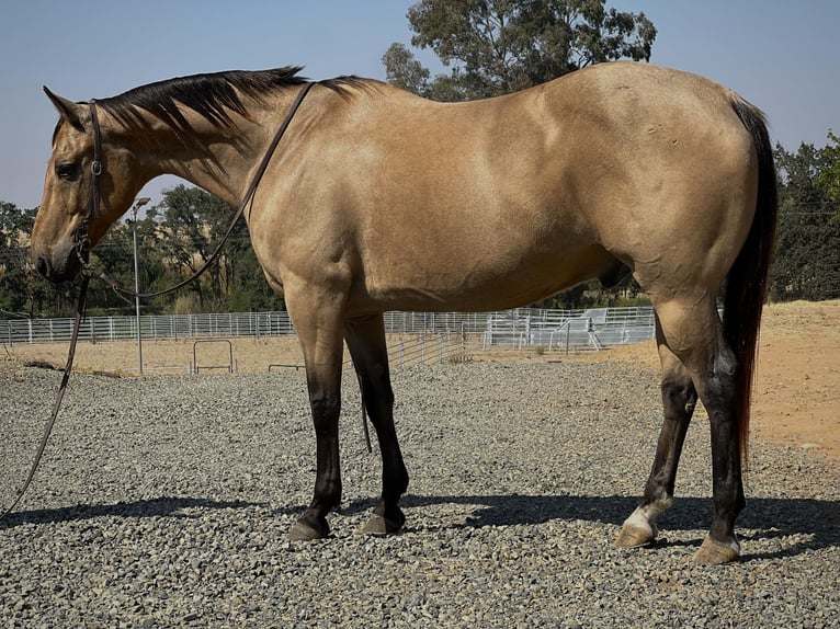 American Quarter Horse Wallach 16 Jahre 152 cm Buckskin in LINCOLN, CA