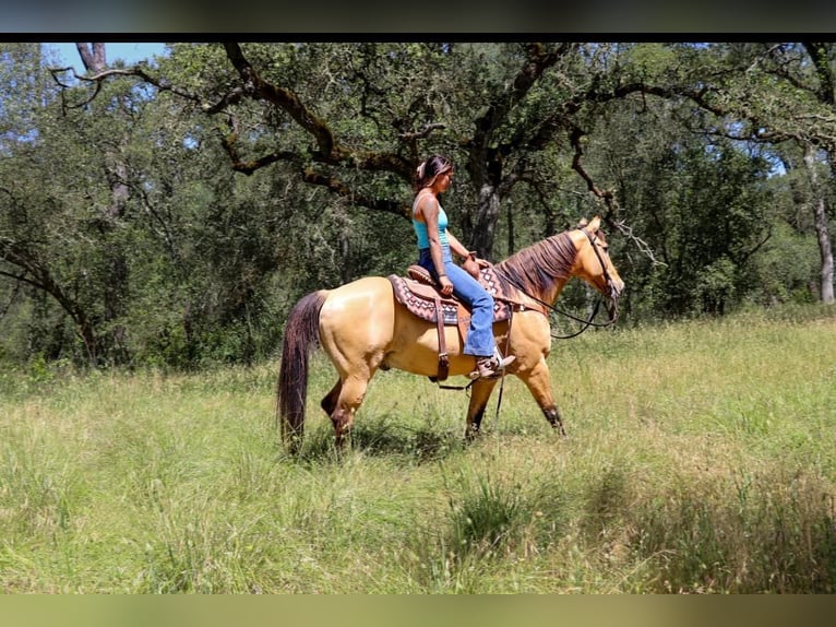 American Quarter Horse Wallach 16 Jahre 152 cm Buckskin in Pleasant Grove CA
