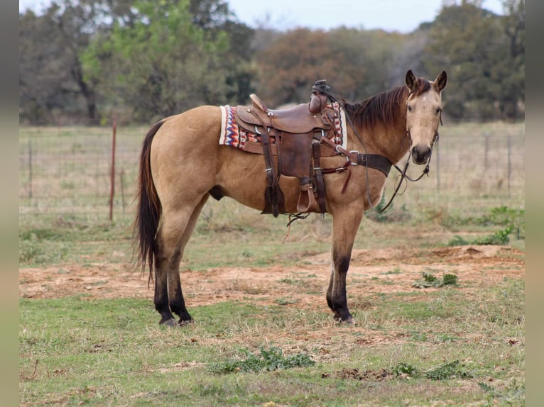 American Quarter Horse Wallach 16 Jahre 152 cm Buckskin in Stephenville TX