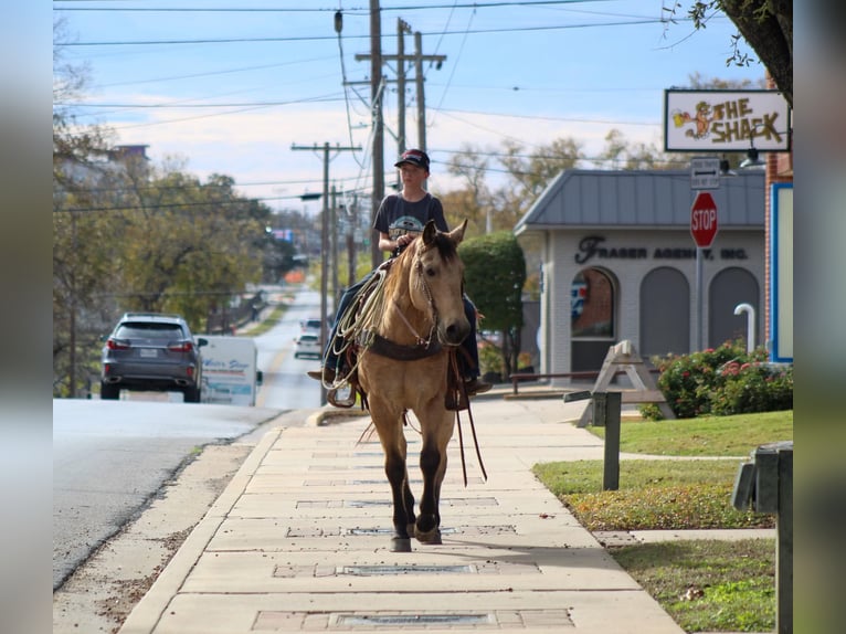 American Quarter Horse Wallach 16 Jahre 152 cm Buckskin in Stephenville TX