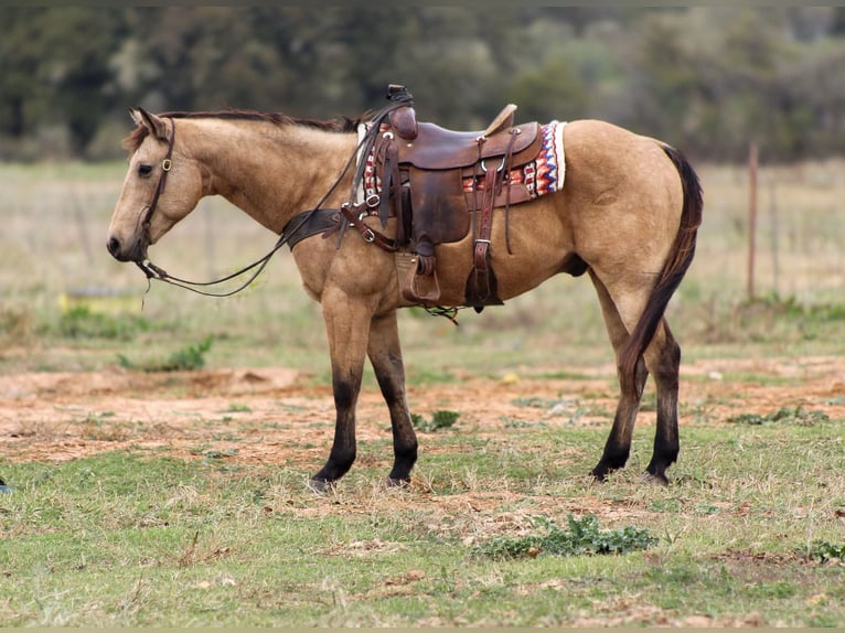 American Quarter Horse Wallach 16 Jahre 152 cm Buckskin in Stephenville TX