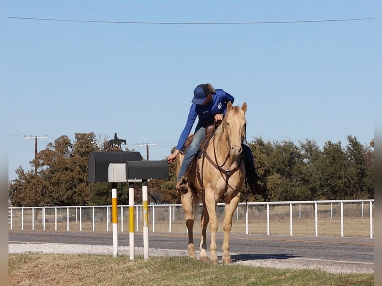 American Quarter Horse Wallach 16 Jahre 152 cm Champagne in Weatherford TX