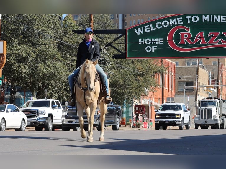 American Quarter Horse Wallach 16 Jahre 152 cm Champagne in Weatherford TX