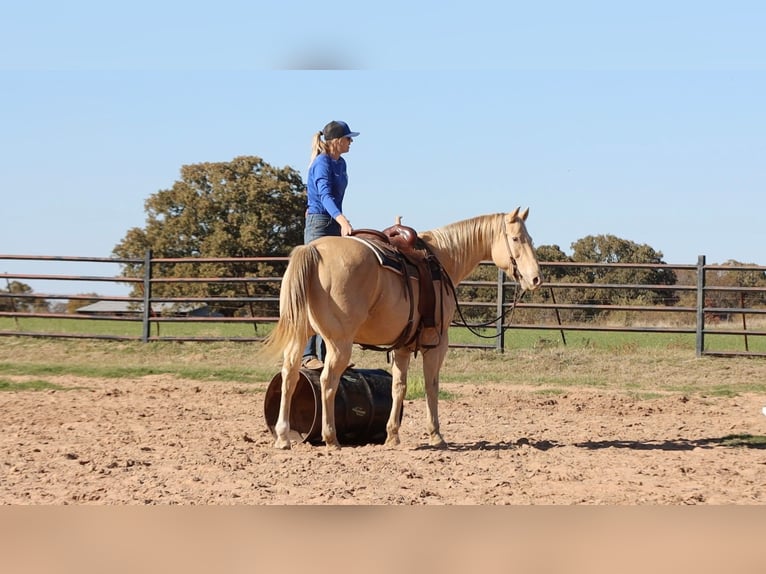 American Quarter Horse Wallach 16 Jahre 152 cm Champagne in Weatherford TX