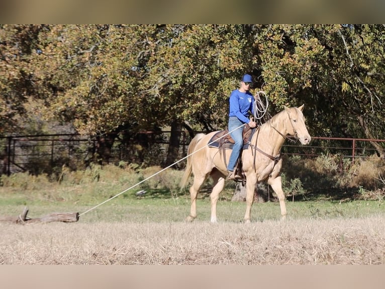 American Quarter Horse Wallach 16 Jahre 152 cm Champagne in Weatherford TX