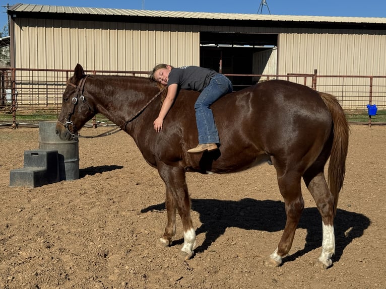 American Quarter Horse Wallach 16 Jahre 152 cm Dunkelfuchs in Dennis
