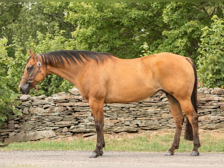 American Quarter Horse Wallach 16 Jahre 152 cm Falbe in Everett PA