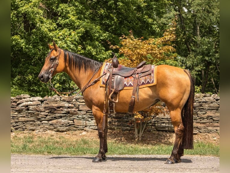 American Quarter Horse Wallach 16 Jahre 152 cm Falbe in Everett PA