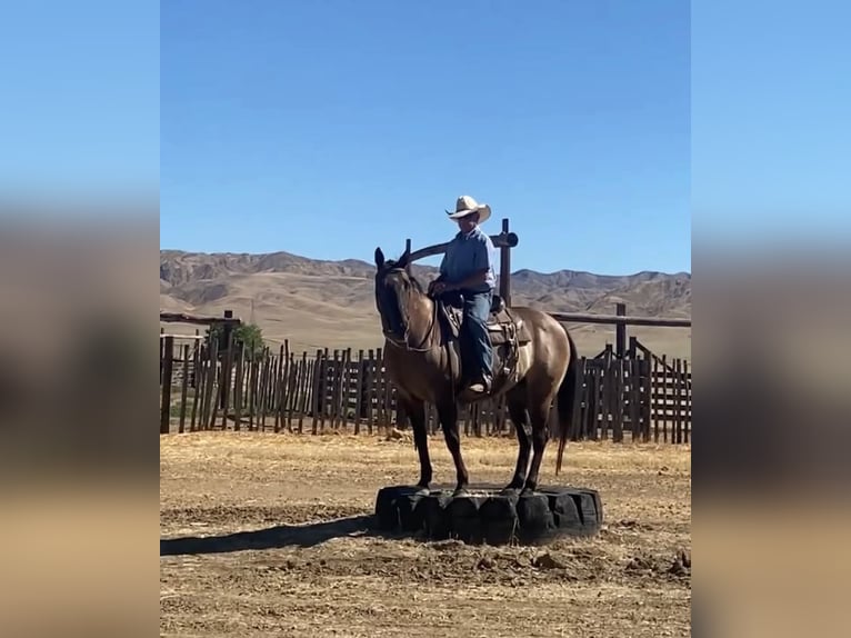 American Quarter Horse Wallach 16 Jahre 152 cm Grullo in Tres Pinos