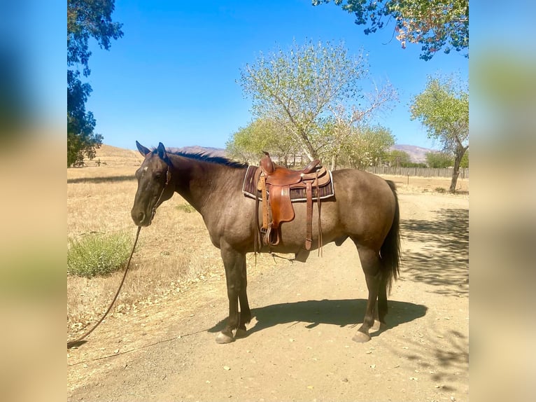 American Quarter Horse Wallach 16 Jahre 152 cm Grullo in Tres Pinos