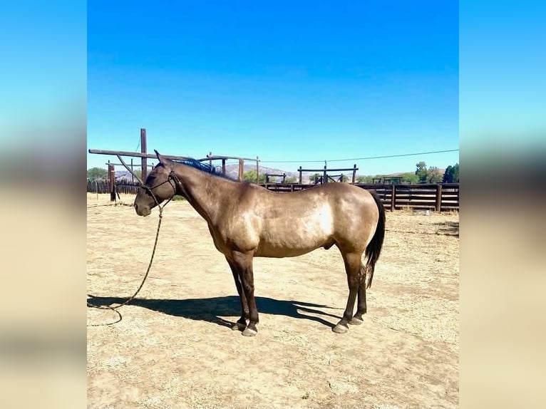 American Quarter Horse Wallach 16 Jahre 152 cm Grullo in Tres Pinos