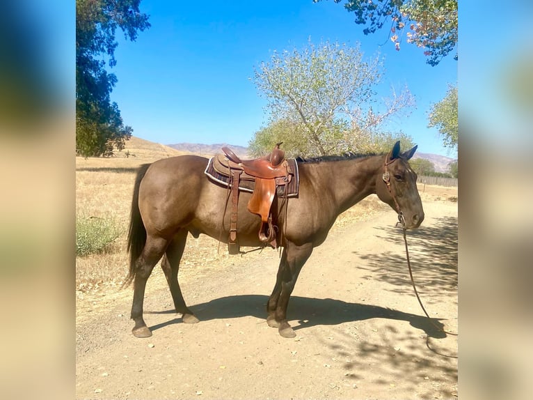 American Quarter Horse Wallach 16 Jahre 152 cm Grullo in Tres Pinos