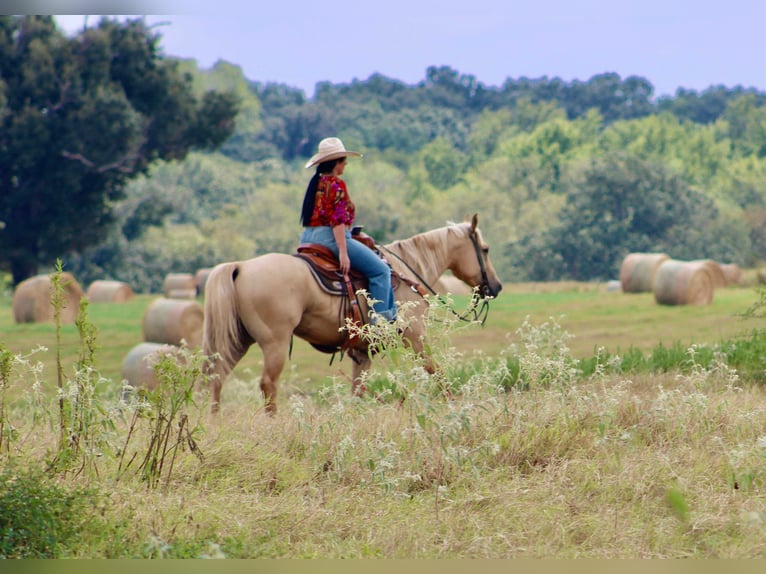 American Quarter Horse Wallach 16 Jahre 152 cm Palomino in Willis Point TX