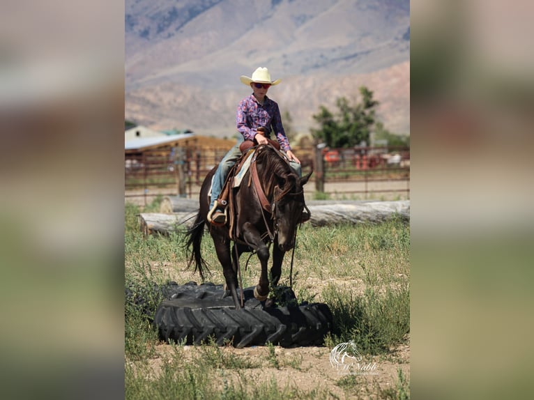 American Quarter Horse Wallach 16 Jahre 152 cm Rappe in Cody