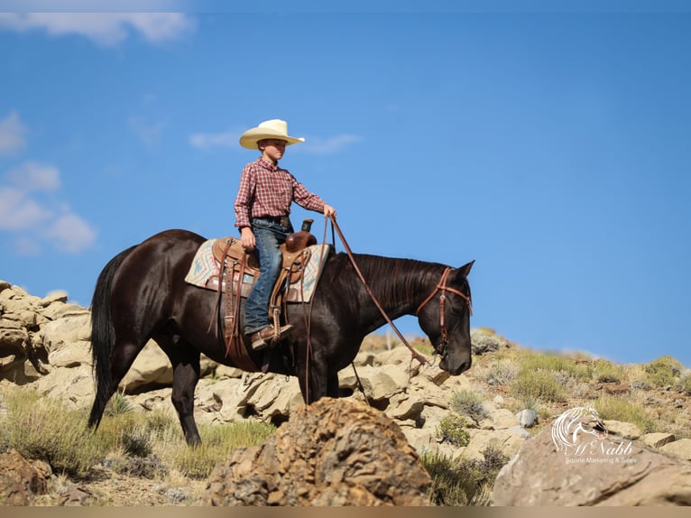 American Quarter Horse Wallach 16 Jahre 152 cm Rappe in Cody