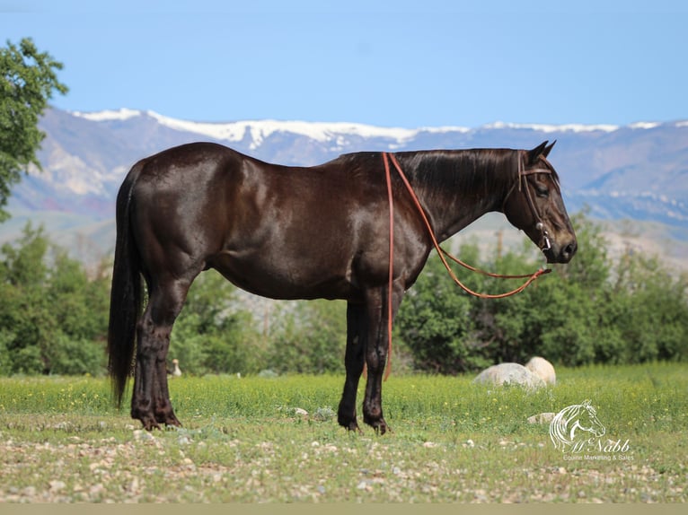 American Quarter Horse Wallach 16 Jahre 152 cm Rappe in Cody