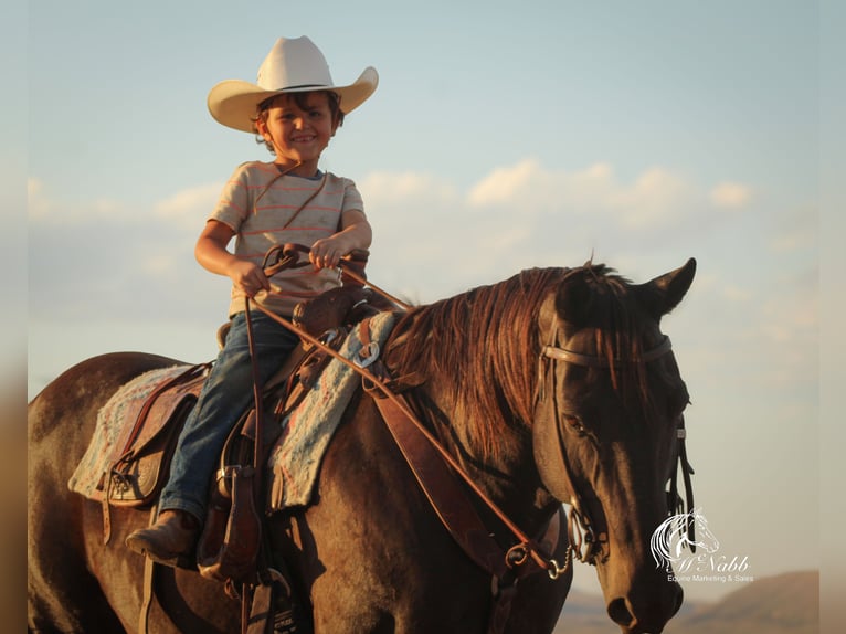American Quarter Horse Wallach 16 Jahre 152 cm Rappe in Cody
