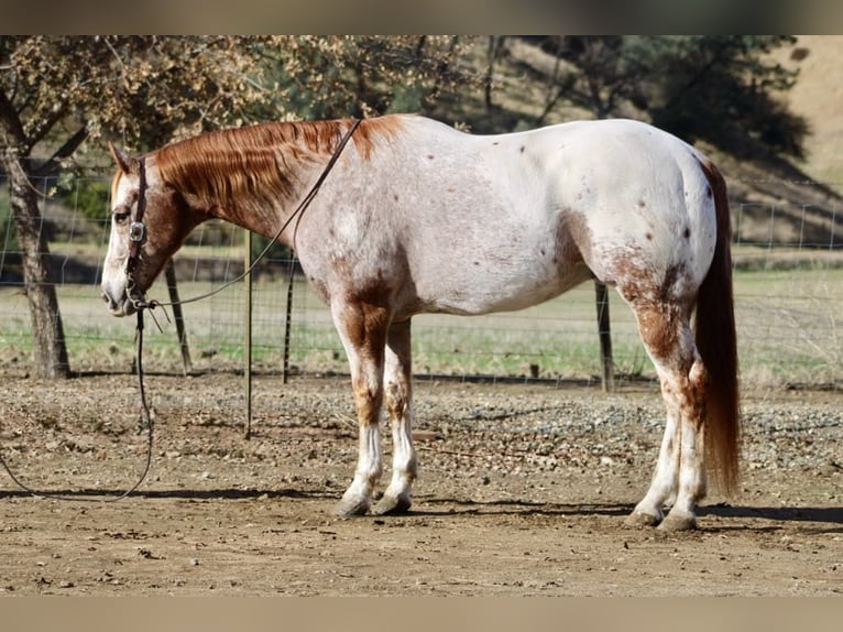 American Quarter Horse Wallach 16 Jahre 152 cm Roan-Red in paicines CA