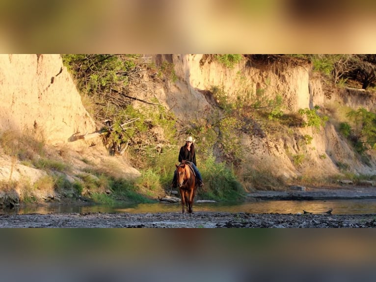 American Quarter Horse Wallach 16 Jahre 152 cm Roan-Red in Weatherford TX