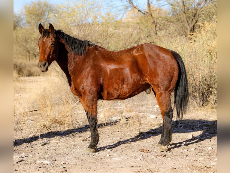 American Quarter Horse Wallach 16 Jahre 152 cm Rotbrauner in Camp Verde Az