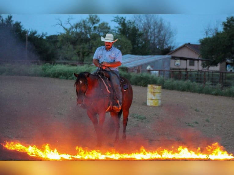 American Quarter Horse Wallach 16 Jahre 152 cm Rotbrauner in Stephenville TX