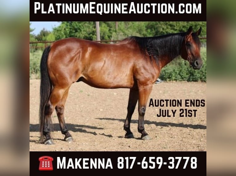 American Quarter Horse Wallach 16 Jahre 152 cm Rotbrauner in Stephenville TX