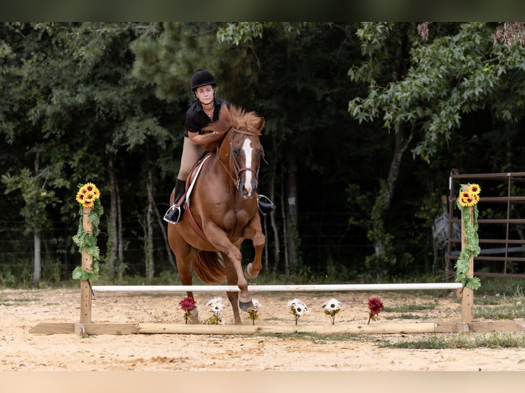 American Quarter Horse Wallach 16 Jahre 152 cm Rotfuchs in Sheridan