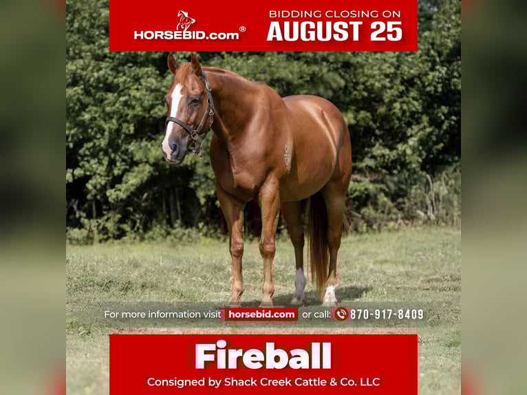 American Quarter Horse Wallach 16 Jahre 152 cm Rotfuchs in Sheridan