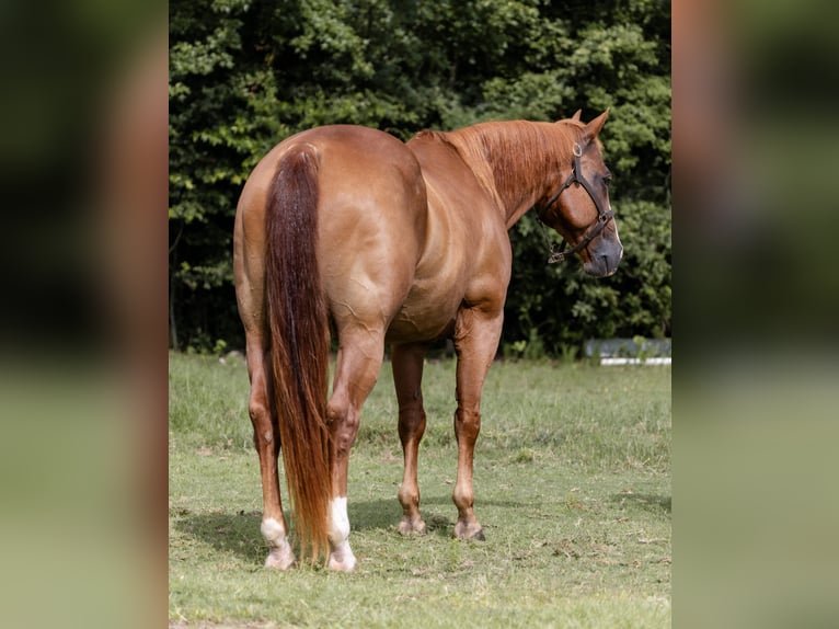 American Quarter Horse Wallach 16 Jahre 152 cm Rotfuchs in Sheridan