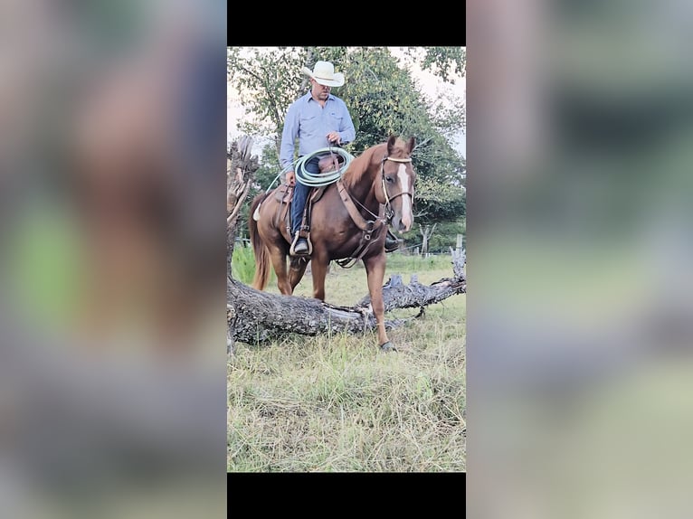 American Quarter Horse Wallach 16 Jahre 152 cm Rotfuchs in Sheridan