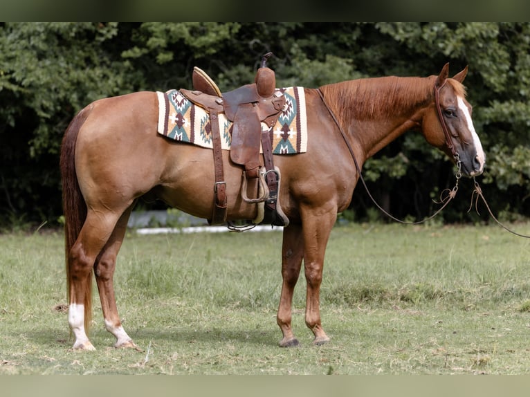 American Quarter Horse Wallach 16 Jahre 152 cm Rotfuchs in Sheridan