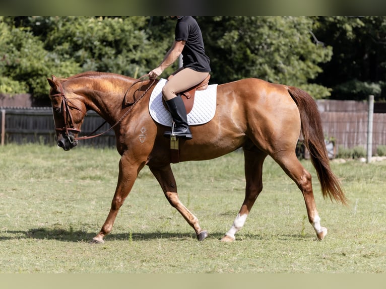 American Quarter Horse Wallach 16 Jahre 152 cm Rotfuchs in Sheridan