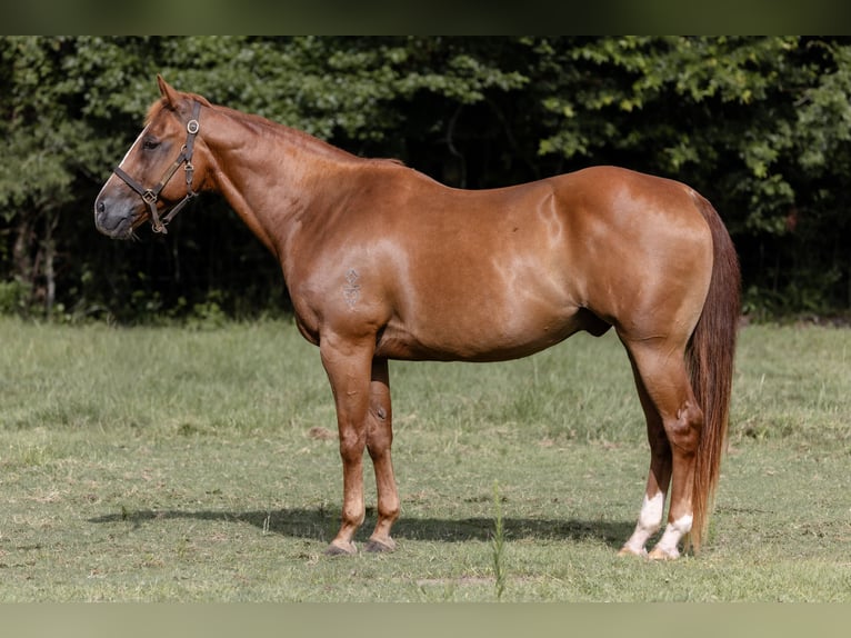 American Quarter Horse Wallach 16 Jahre 152 cm Rotfuchs in Sheridan