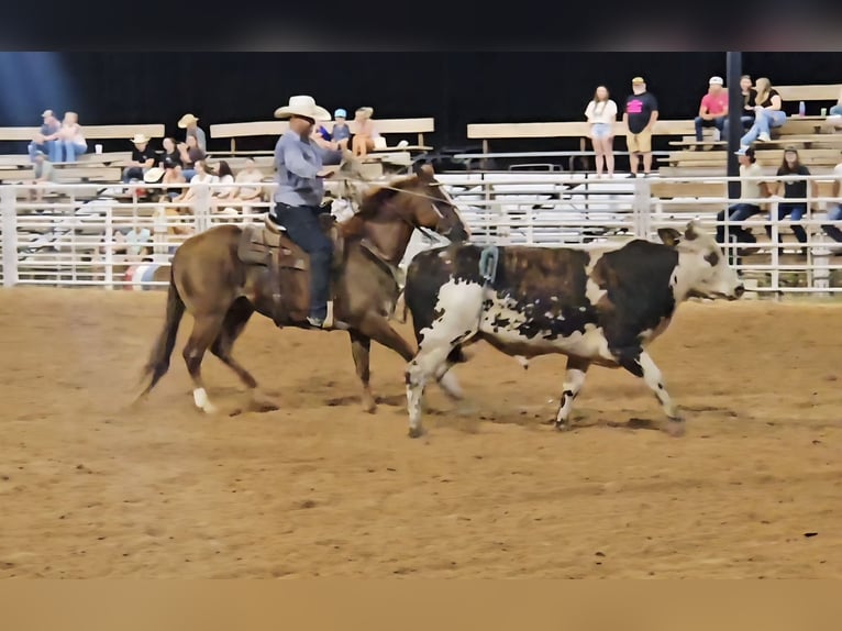 American Quarter Horse Wallach 16 Jahre 152 cm Rotfuchs in Sheridan