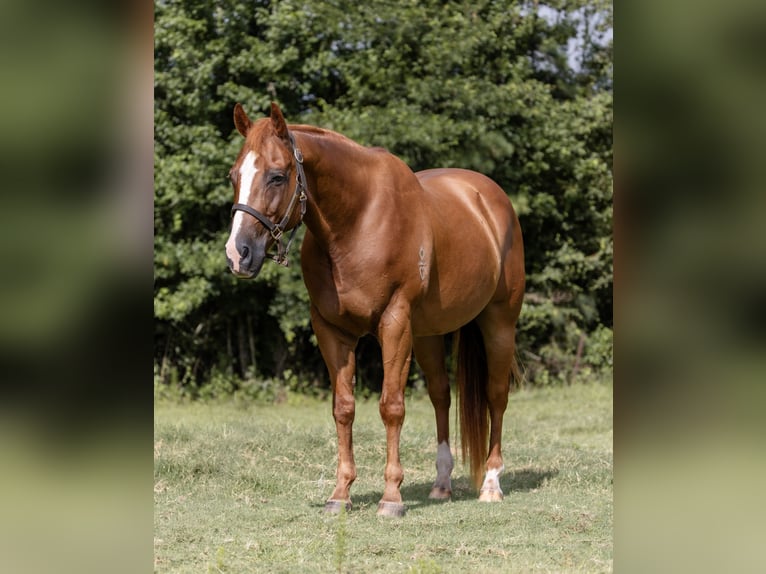 American Quarter Horse Wallach 16 Jahre 152 cm Rotfuchs in Sheridan