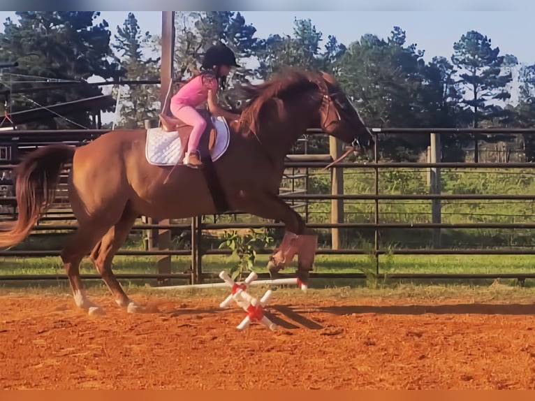 American Quarter Horse Wallach 16 Jahre 152 cm Rotfuchs in Sheridan