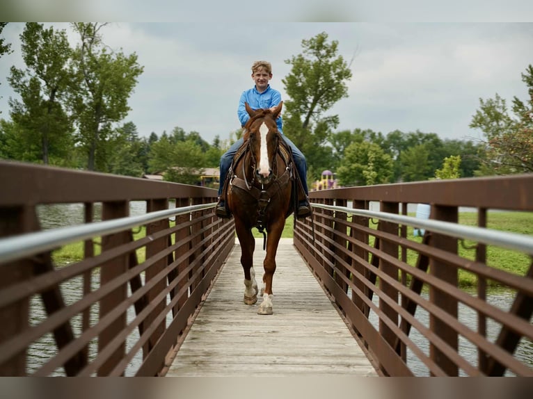 American Quarter Horse Wallach 16 Jahre 152 cm Rotfuchs in Corsica