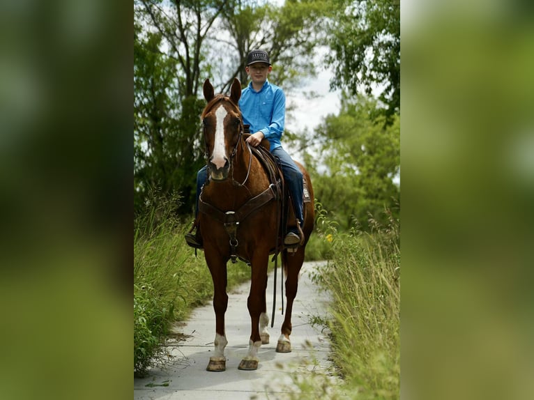 American Quarter Horse Wallach 16 Jahre 152 cm Rotfuchs in Corsica