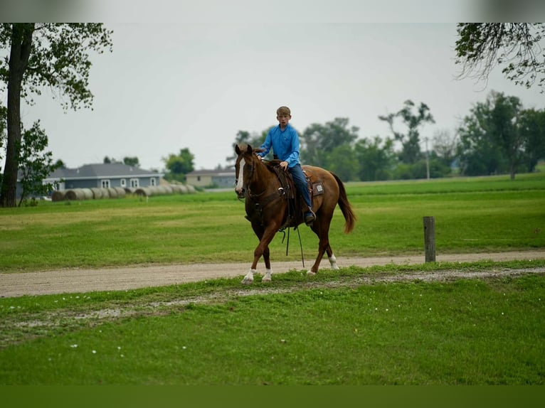 American Quarter Horse Wallach 16 Jahre 152 cm Rotfuchs in Corsica