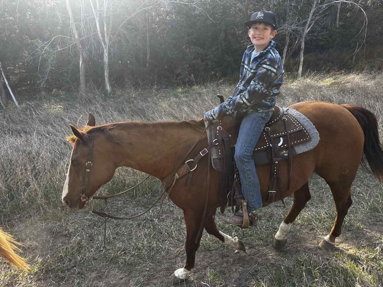 American Quarter Horse Wallach 16 Jahre 152 cm Rotfuchs in Corsica