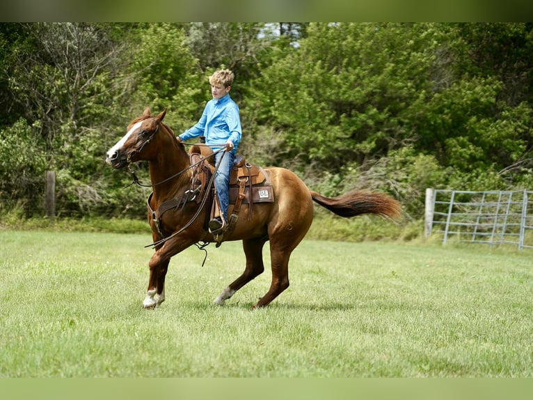 American Quarter Horse Wallach 16 Jahre 152 cm Rotfuchs in Corsica