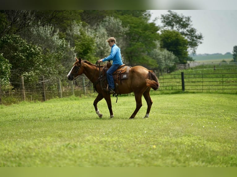 American Quarter Horse Wallach 16 Jahre 152 cm Rotfuchs in Corsica
